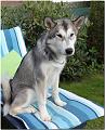 Hunde 004